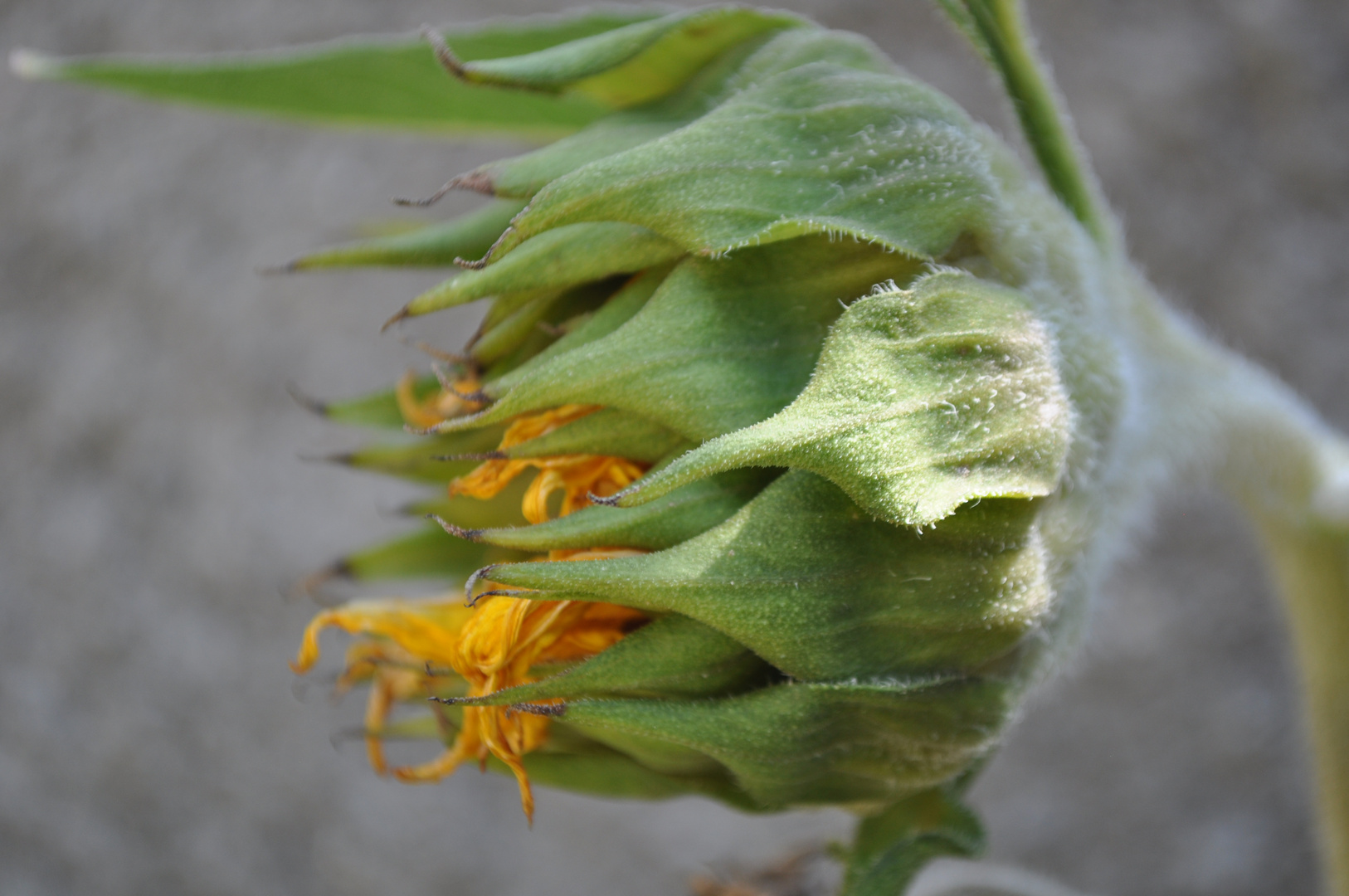 Naturaleza muerta (Girasol)