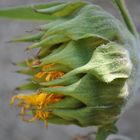 Naturaleza muerta (Girasol)