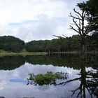 Naturaleza muerta, naturaleza viva