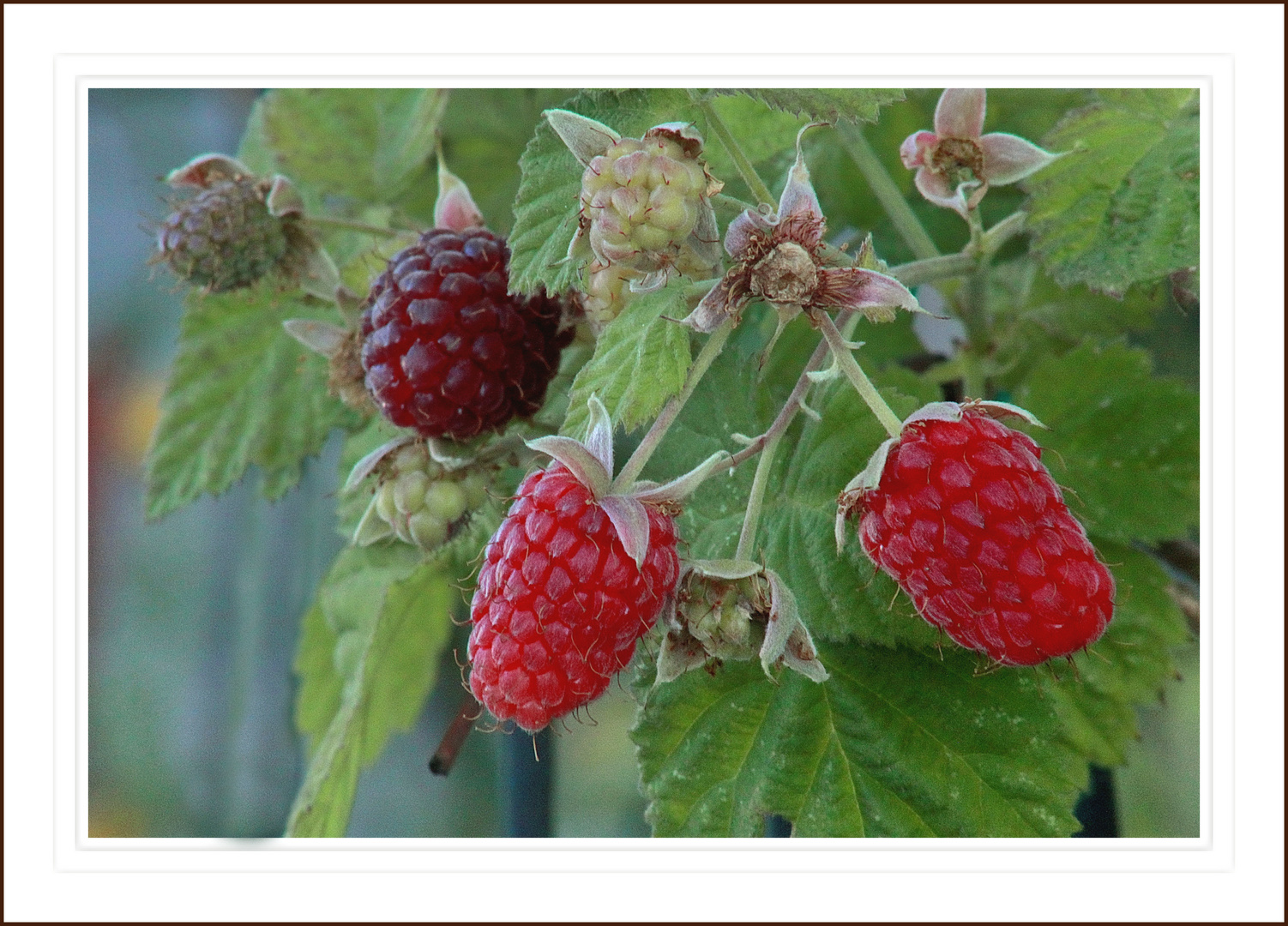 Naturaleza prodiga ( mit Himbeeren ) 