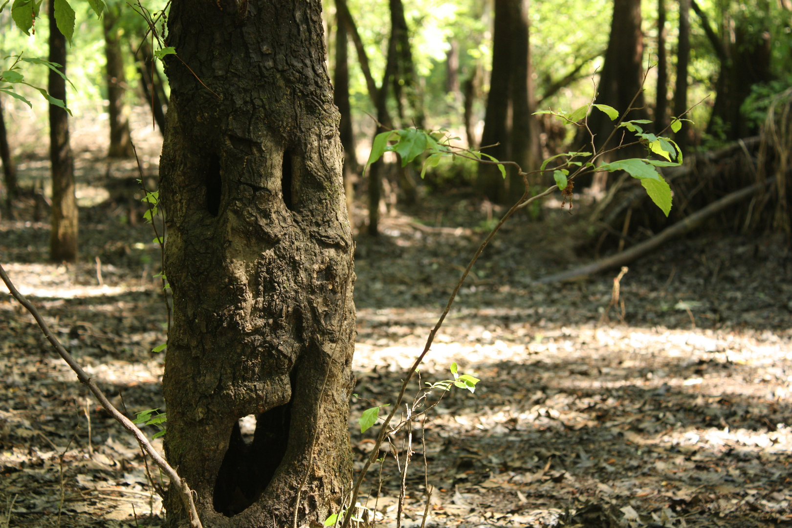 naturaleza sabia!