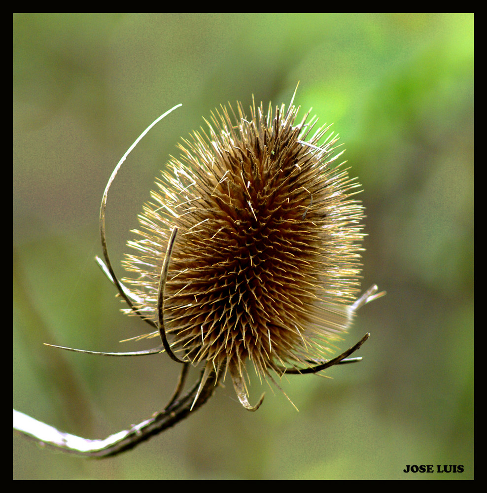 Naturaleza Silvestre