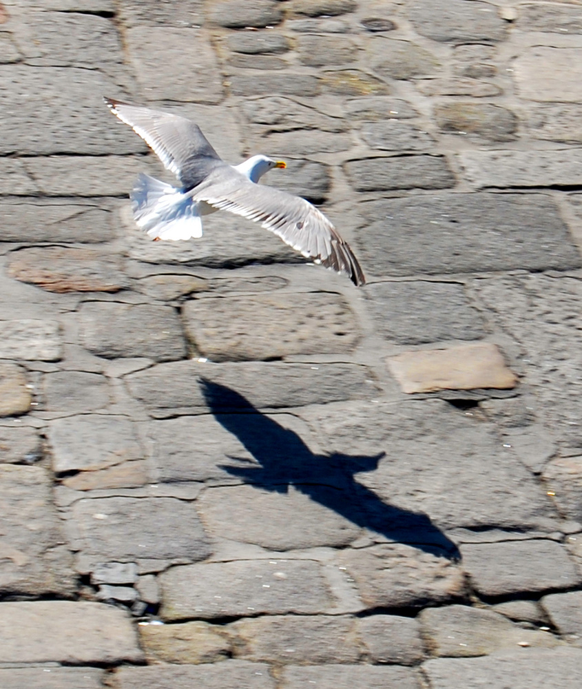 naturaleza urbana en Oporto