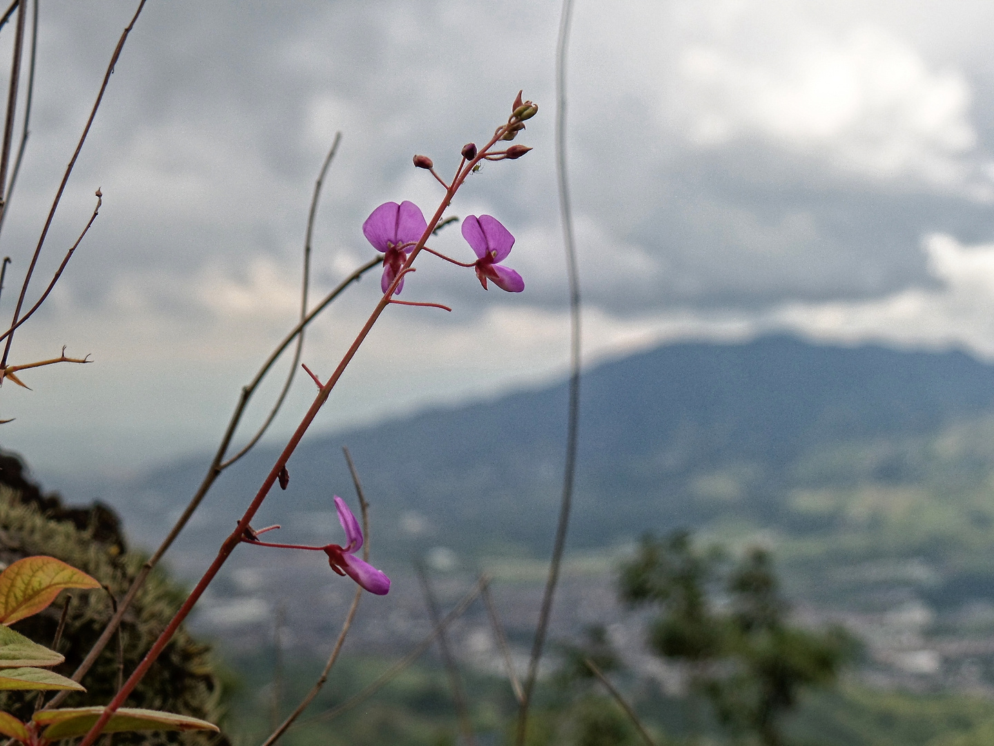 Naturaleza viva