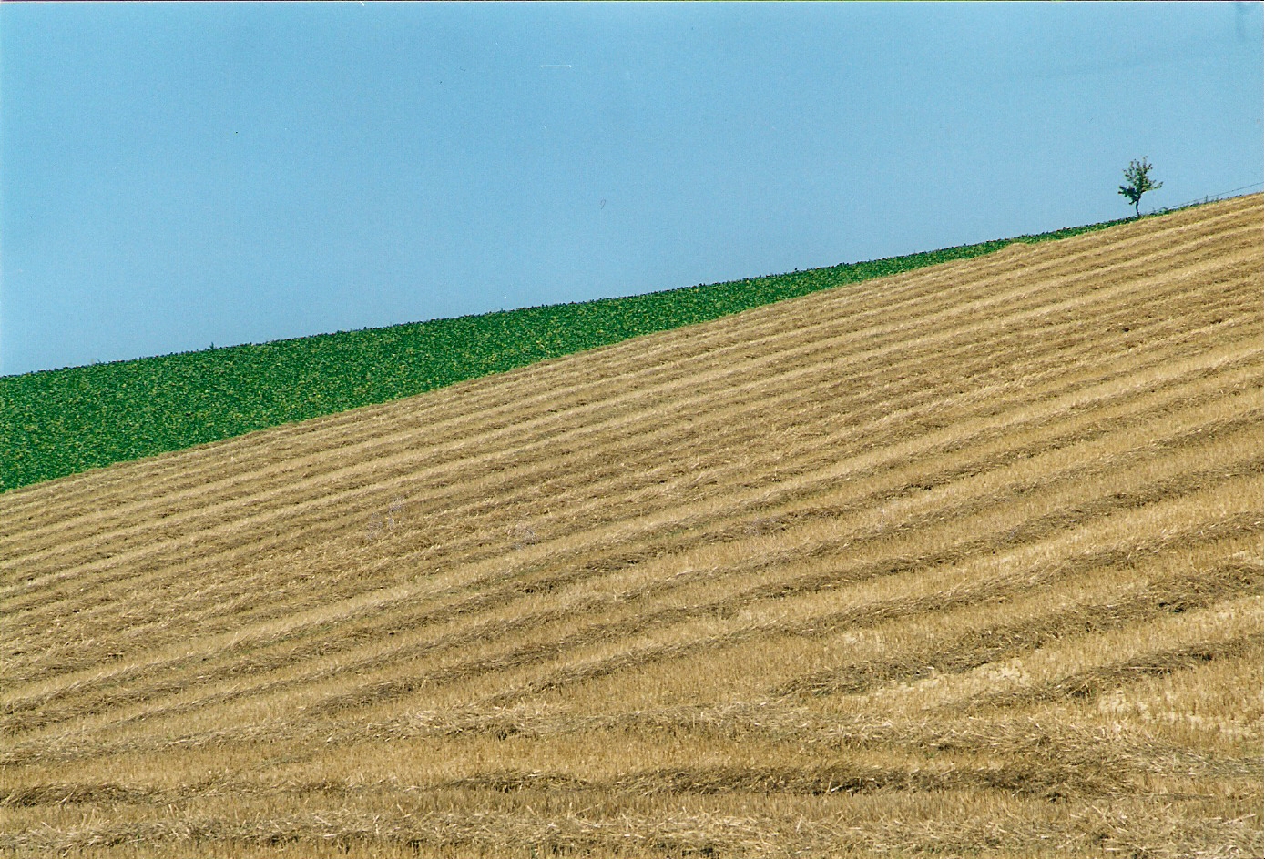 "naturali" convergenze