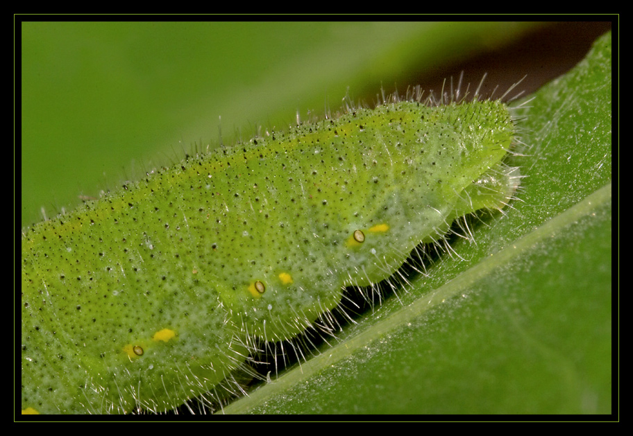 Naturally green