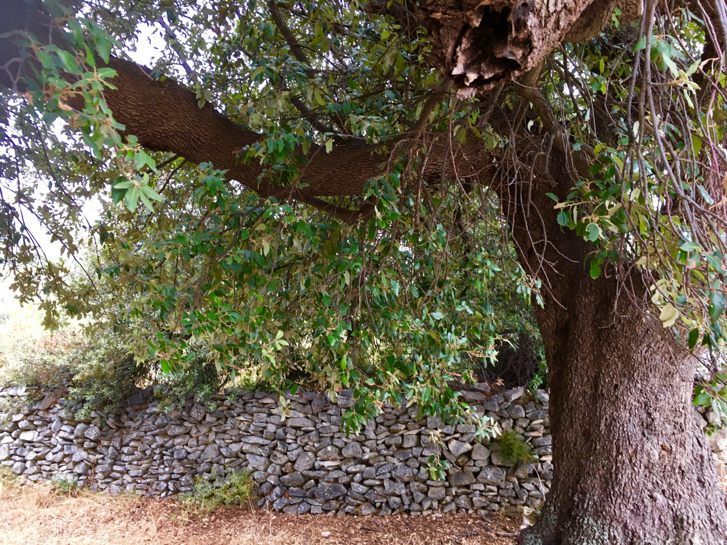 NaturAnsichten  auf der Insel 