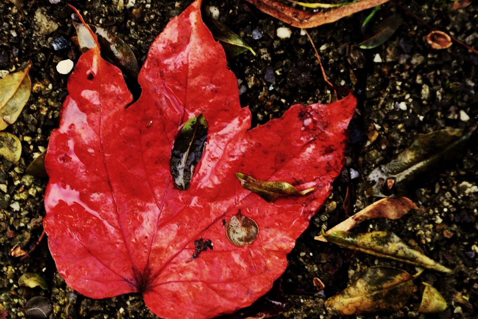 Naturaufnahmen 3 ...das rote Blatt