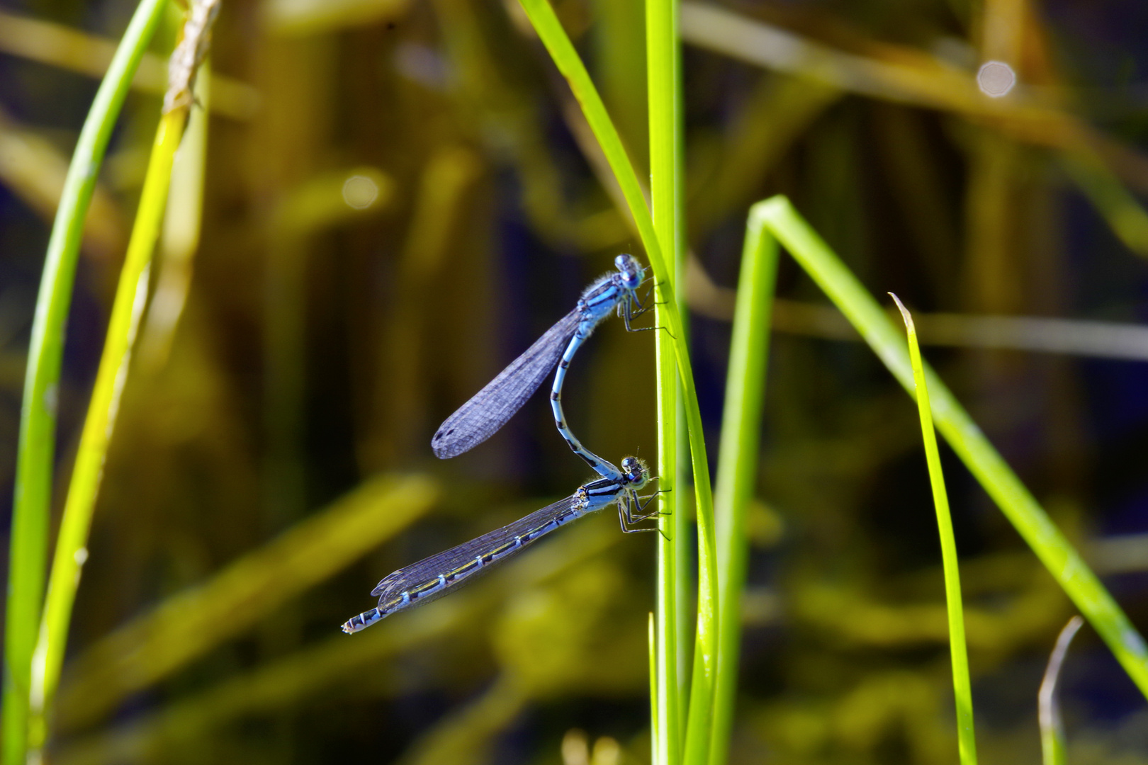 Naturbadeteich-5