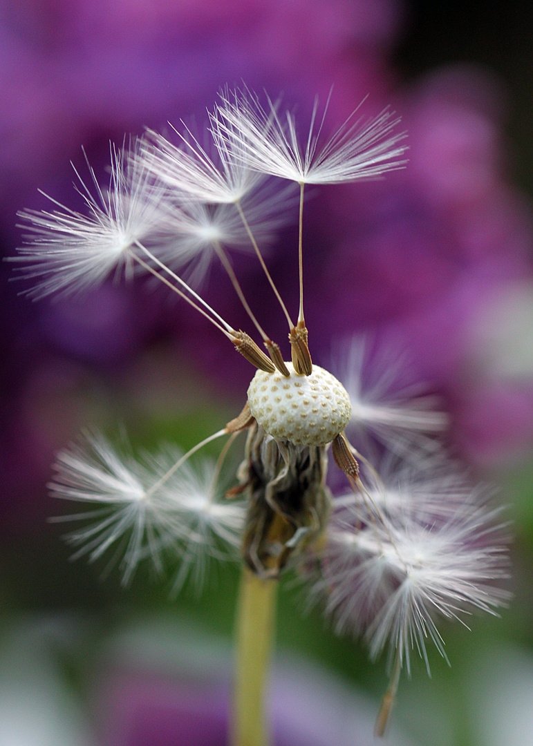 Naturballett