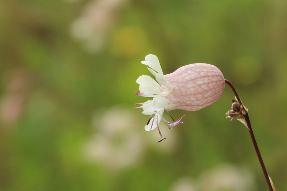 Naturbelassen!