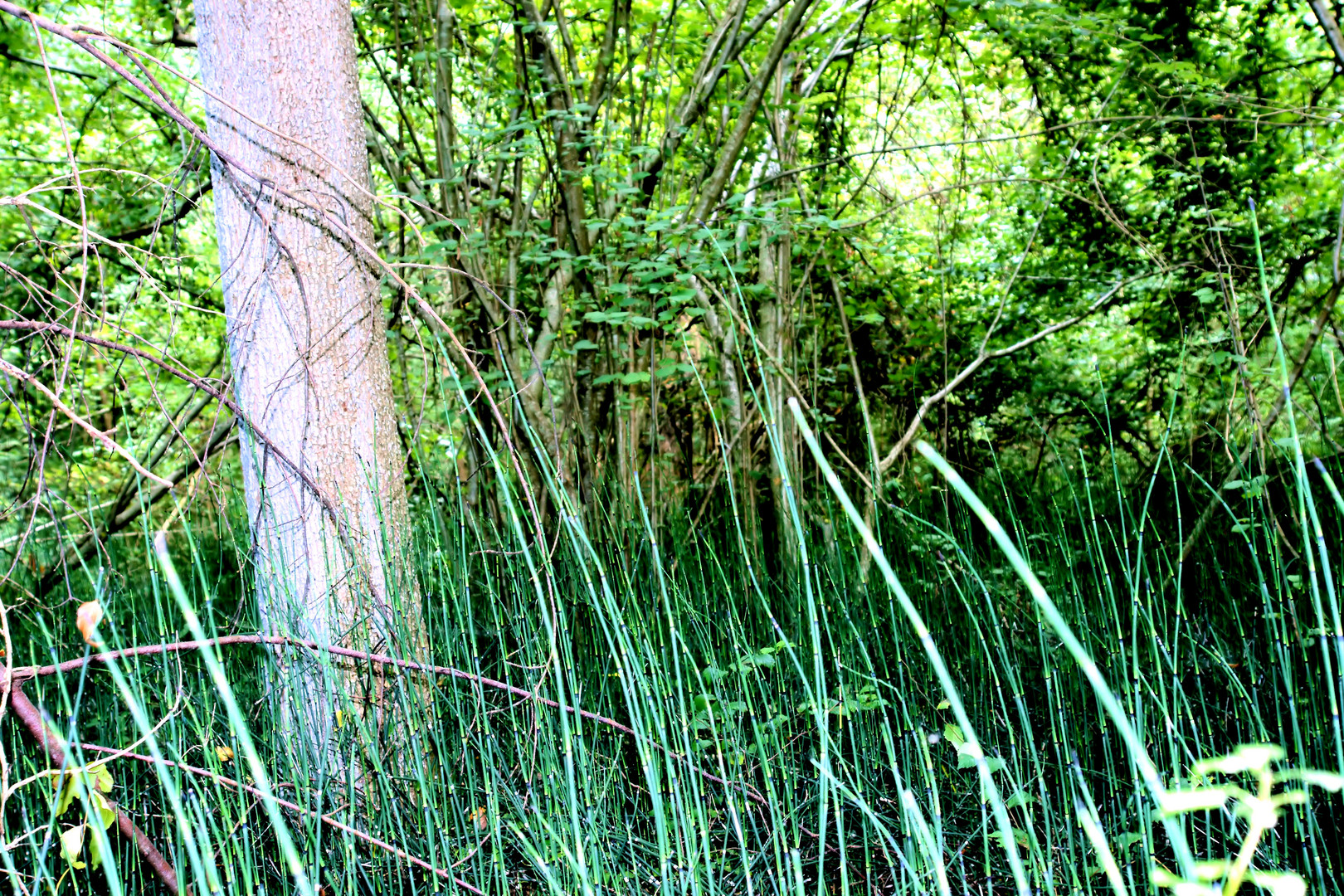 Naturbelassene Landschaft in den Rheinauen