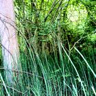 Naturbelassene Landschaft in den Rheinauen