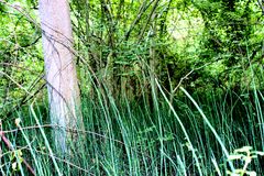 Naturbelassene Landschaft in den Rheinauen