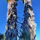 Naturbelassene Palmen