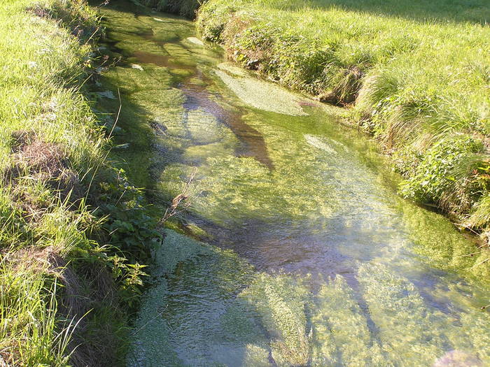 Naturbelassener Bachlauf