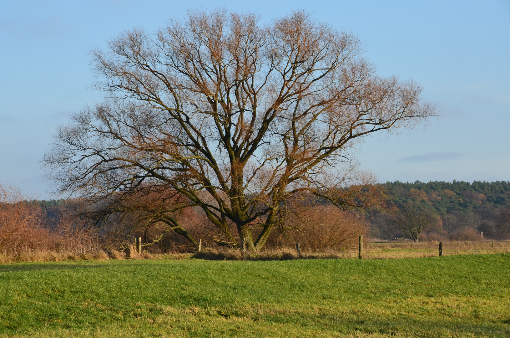 Naturbelassener Baum