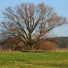 Naturbelassener Baum