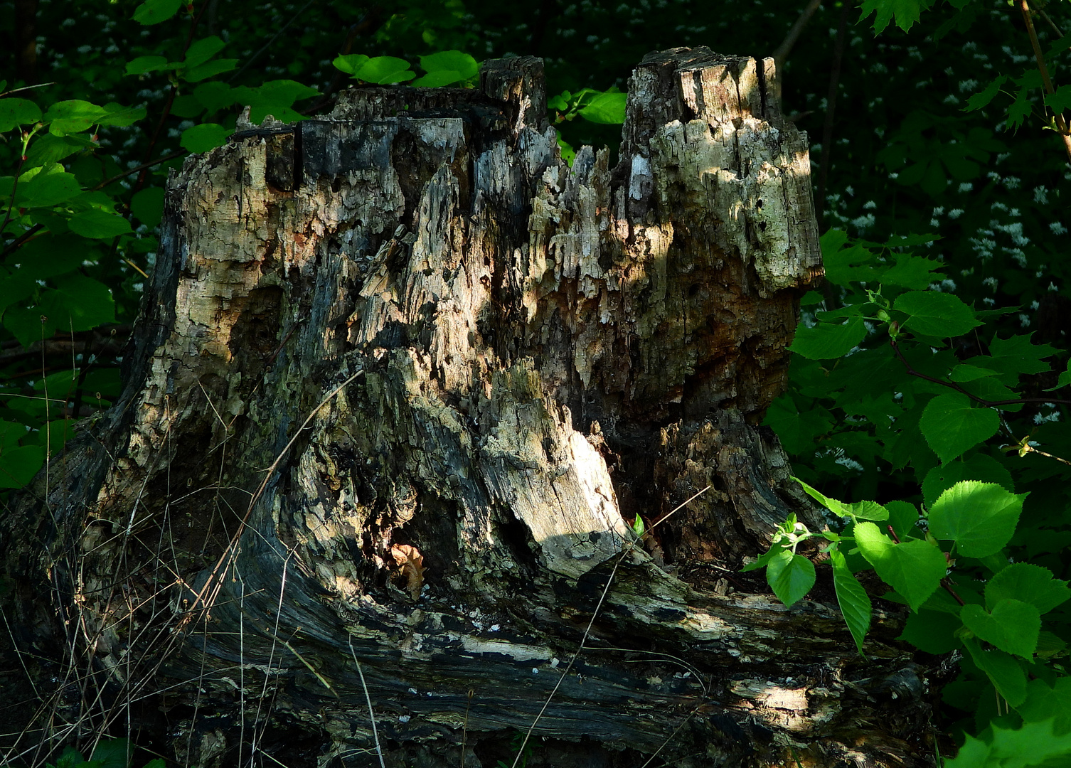 Naturbelassener Baumstumpf ohne menschl. Eingriff am Wilhelminenberg