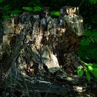 Naturbelassener Baumstumpf ohne menschl. Eingriff am Wilhelminenberg