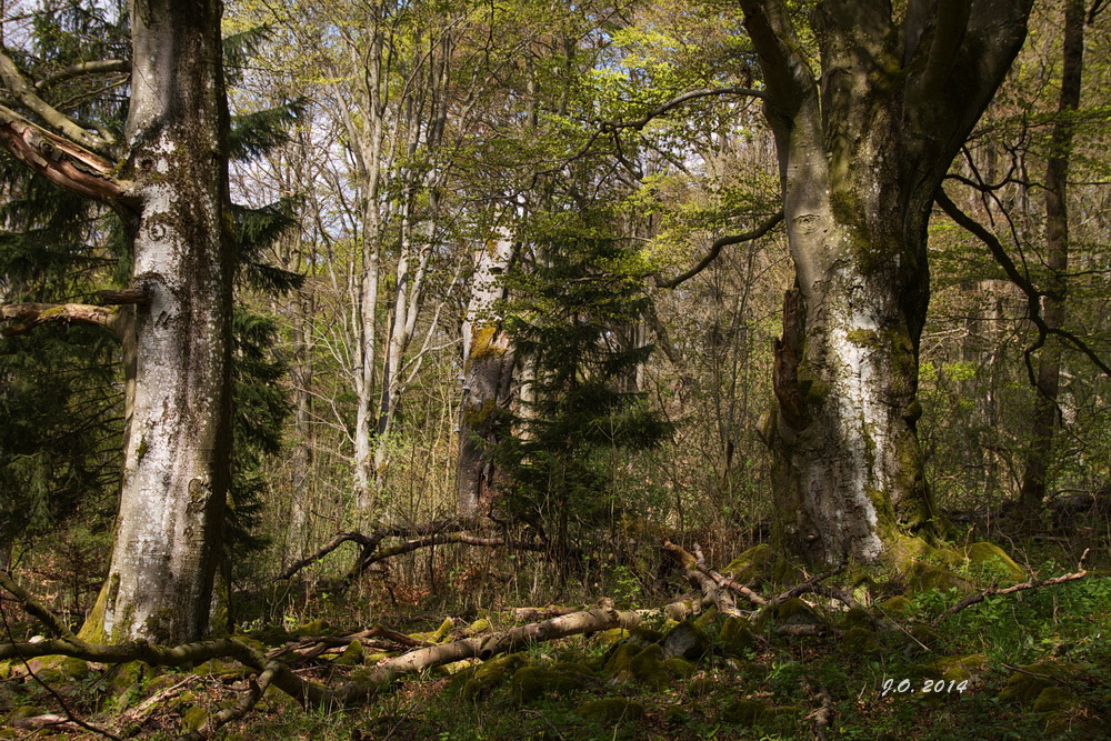 naturbelassener Wald...