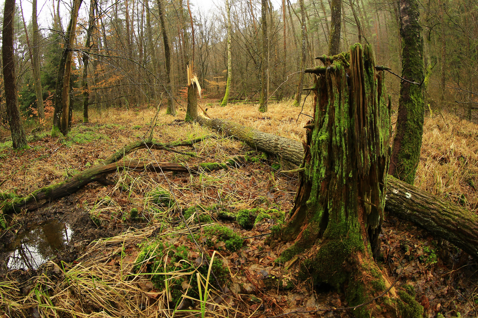 Naturbelassener Wald bei Erlenbach in der Südwestpfalz Anf. Febr. 2016