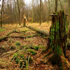 Naturbelassener Wald bei Erlenbach in der Südwestpfalz Anf. Febr. 2016