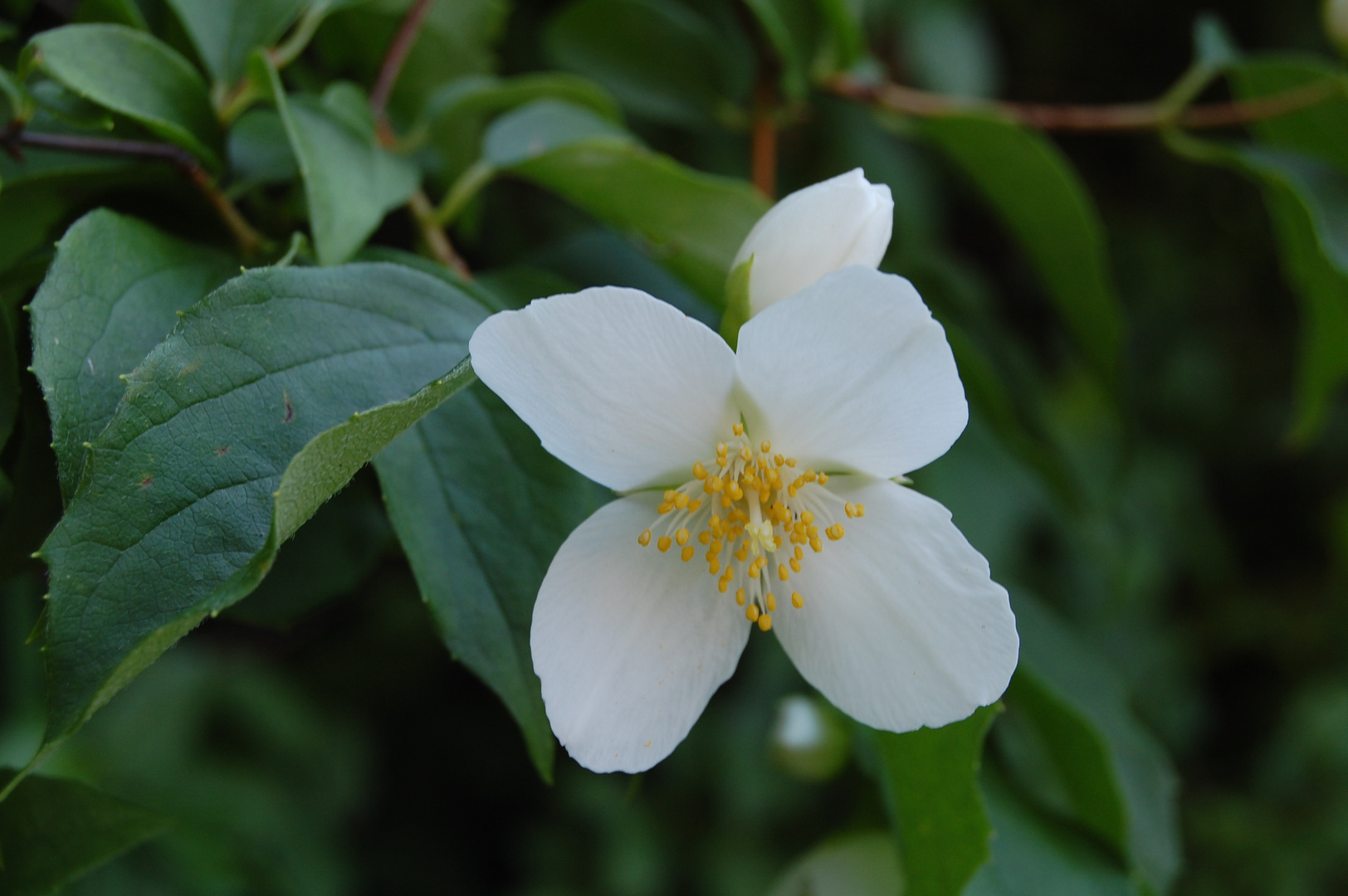 Naturblümchen