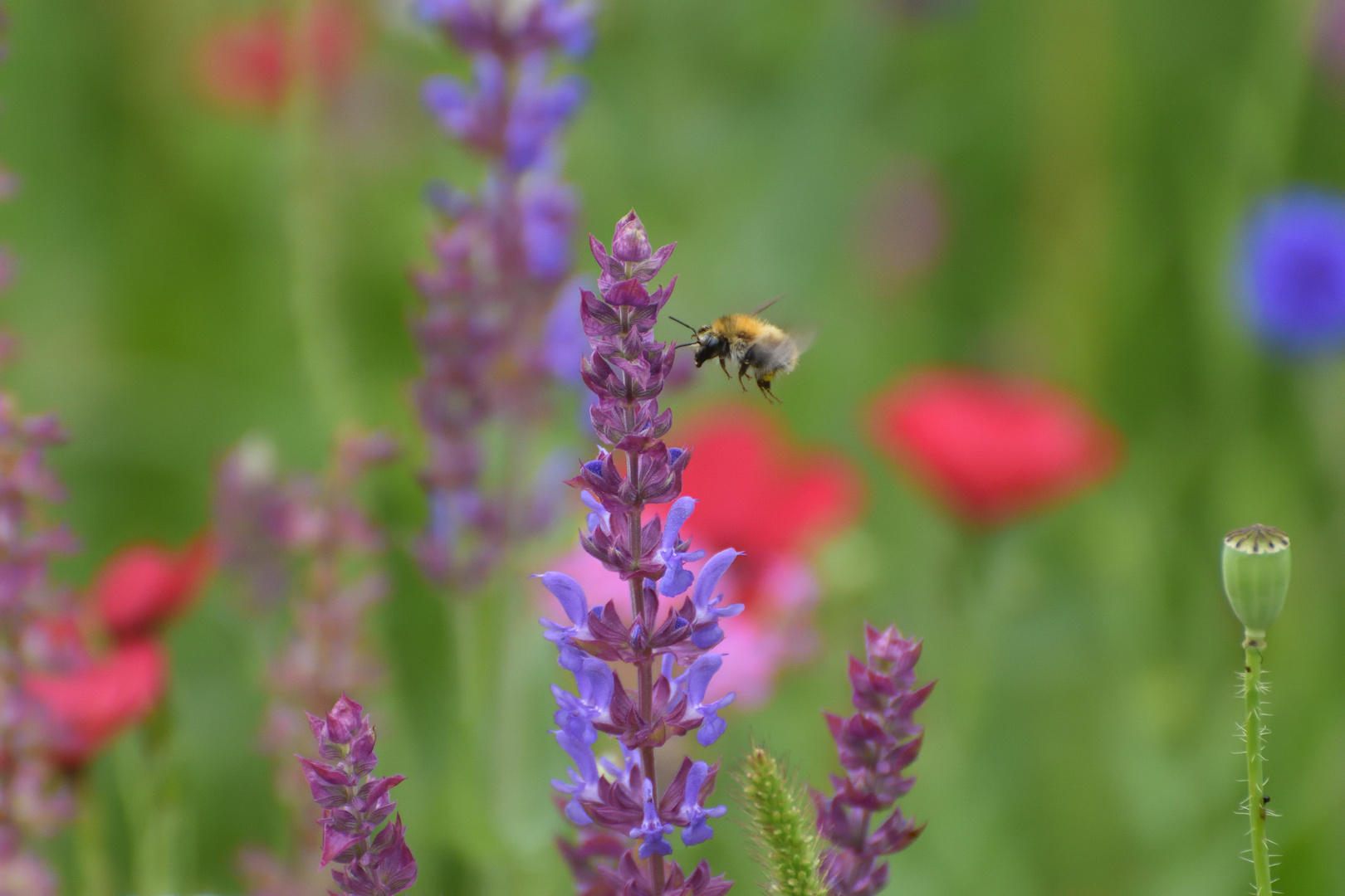 Naturblumen