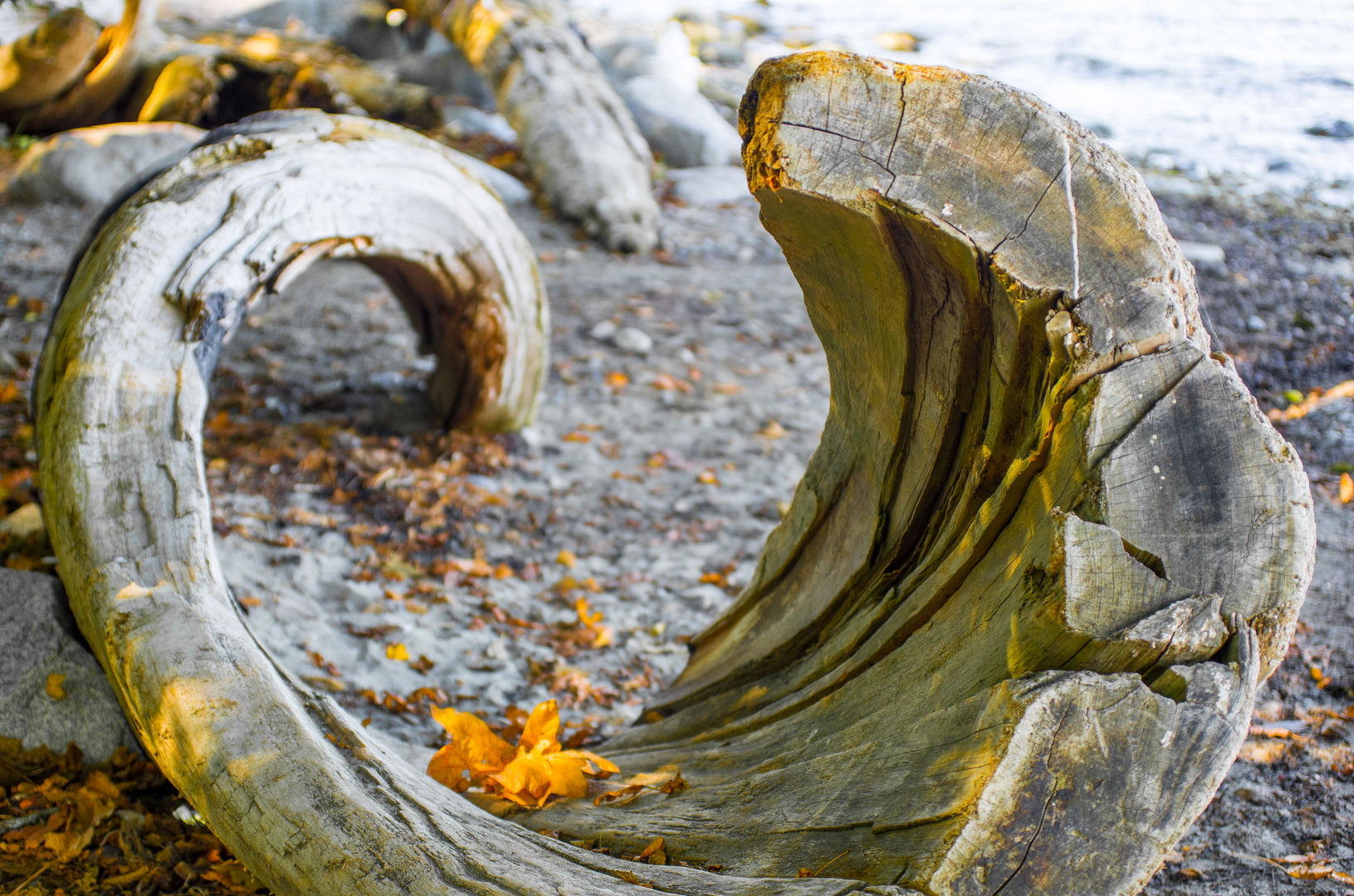 Naturbohrer am Foreshoe Trail, Vancouver, BC, Canada