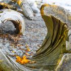 Naturbohrer am Foreshoe Trail, Vancouver, BC, Canada