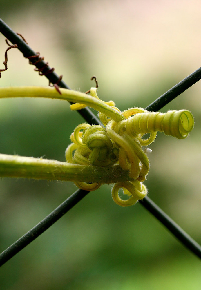 Naturbondage