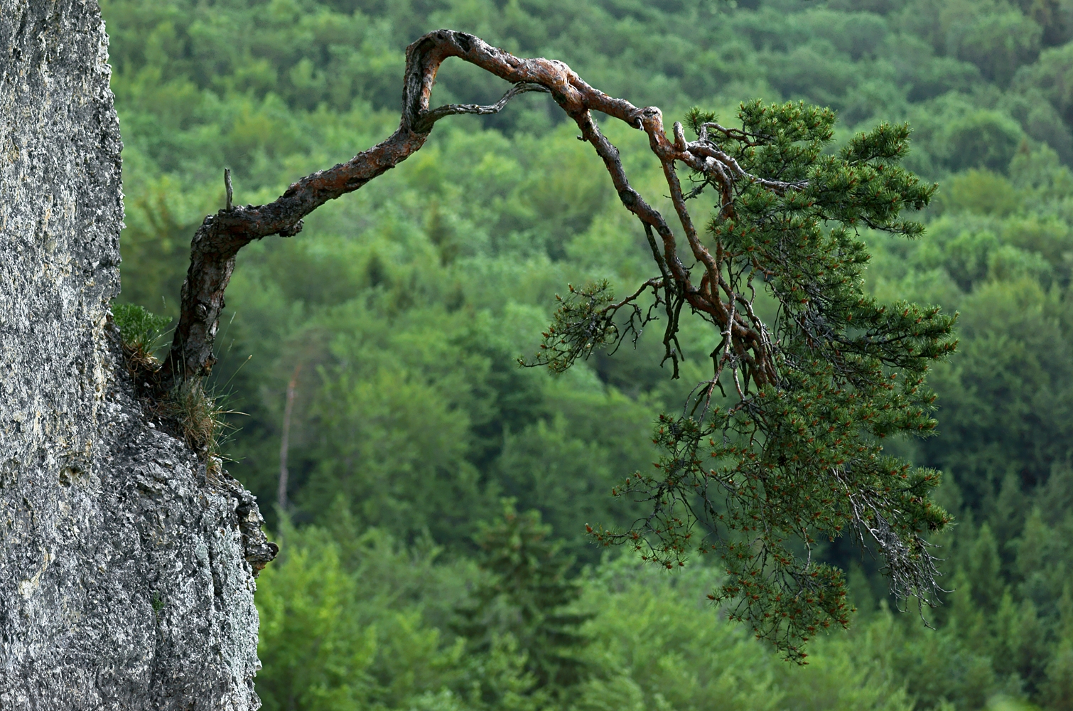 Naturbonsai