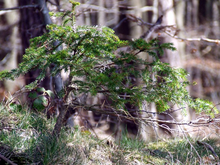 Naturbonsai