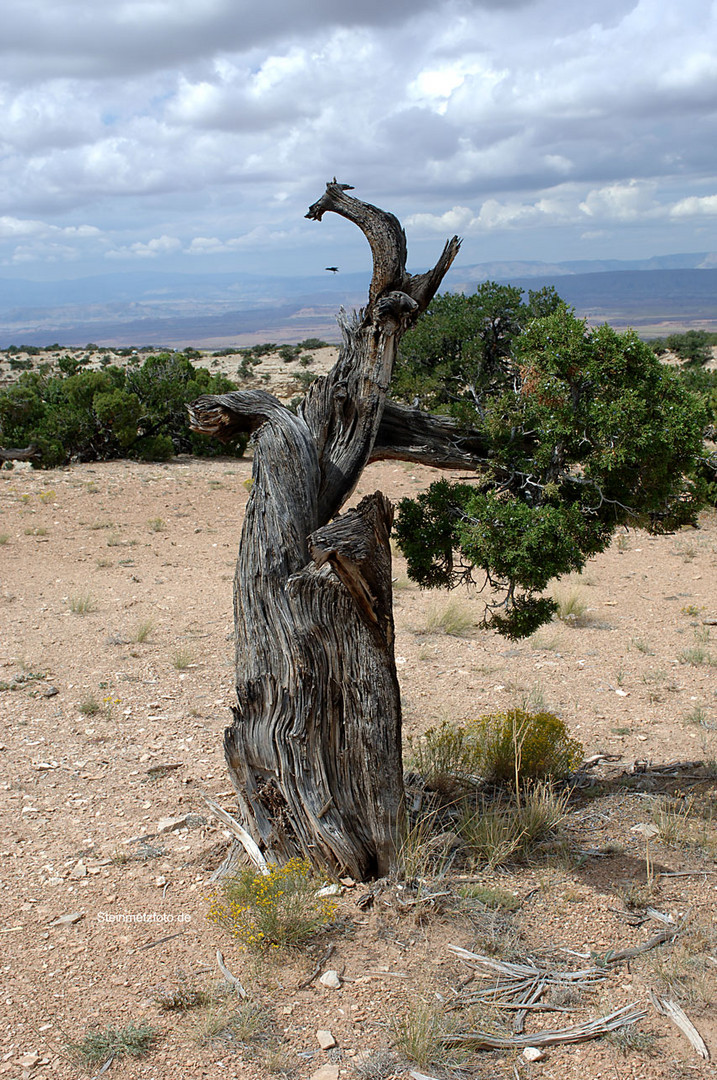 Naturbonsai, Wachholder