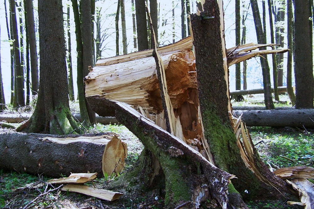 Naturbruch mit Entspannungsschnitt - fast eine Skulptur !