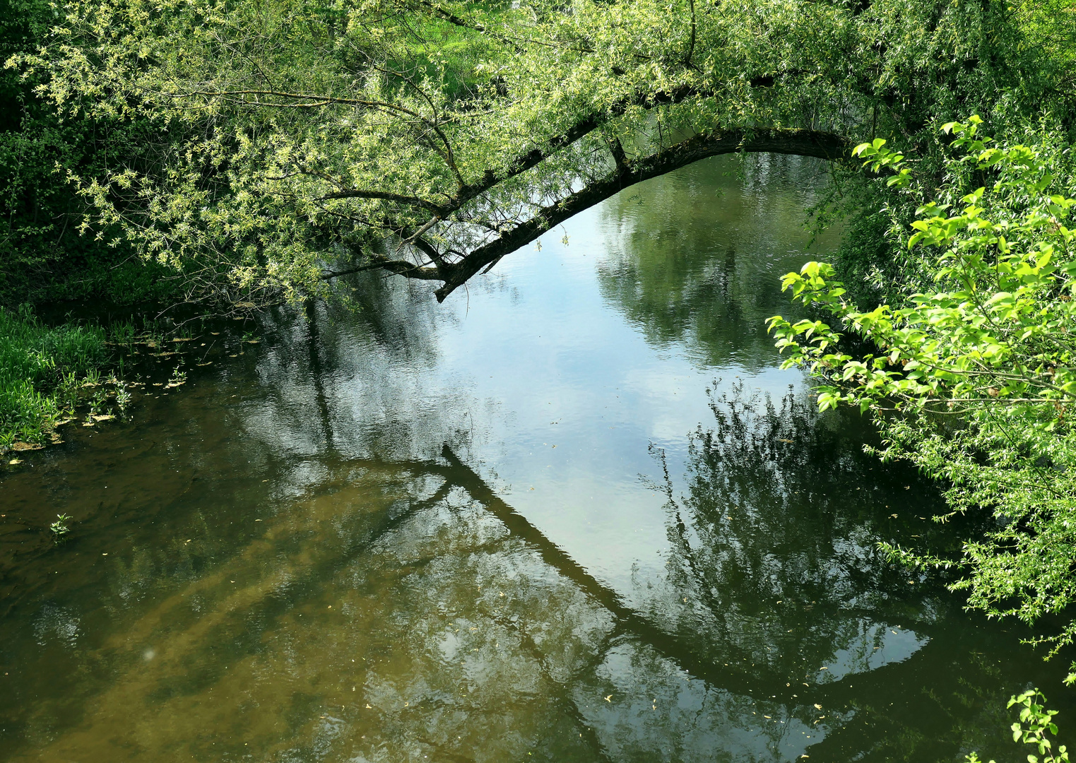 Naturbrücke