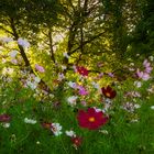 Naturbunt