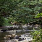 Naturburschen im Freibad