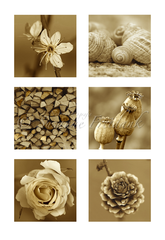 Naturcollage in Sepia