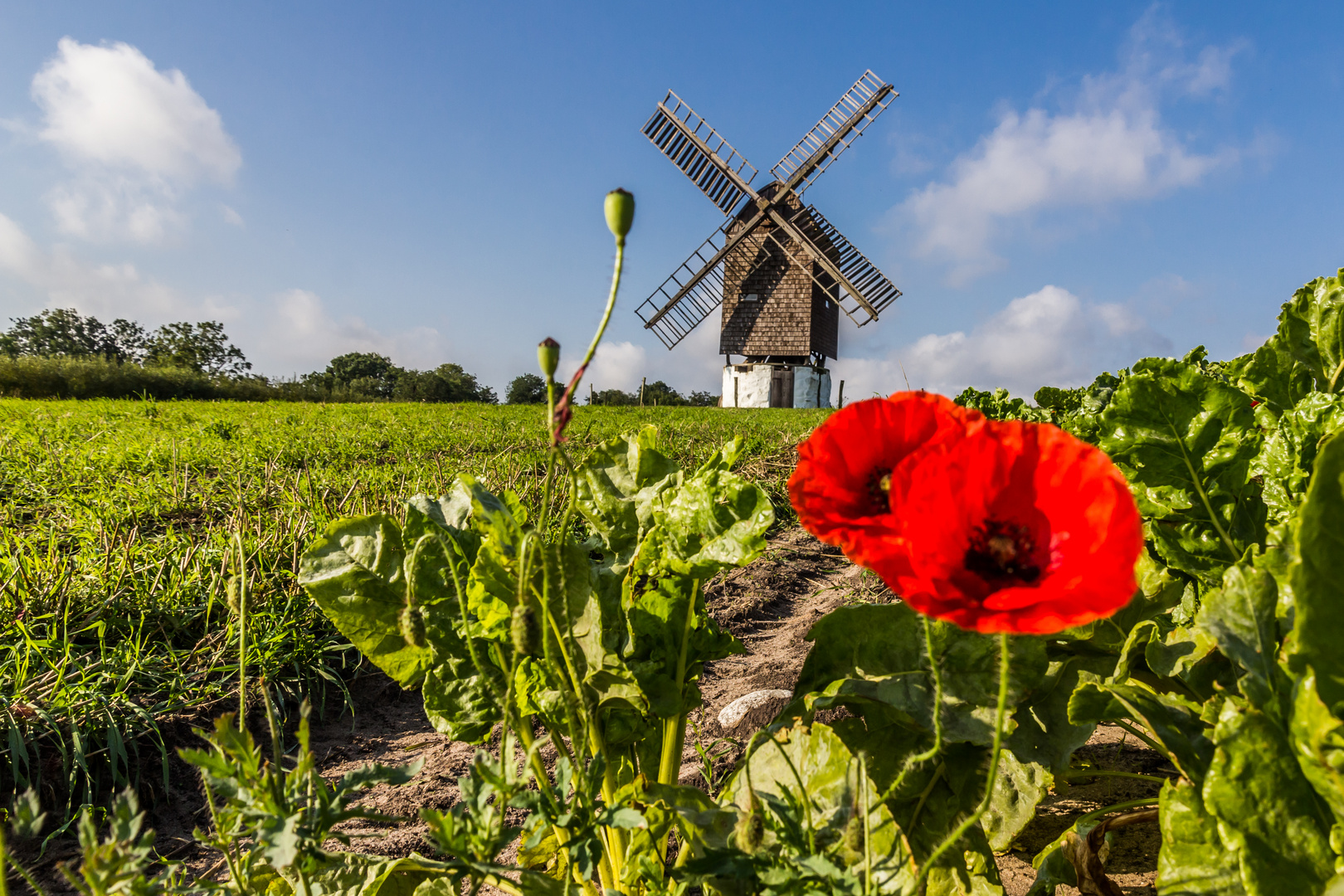 Naturdeko vor einer Bockwindmühle