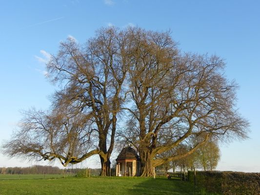 Naturdenkmal  "3 Linden" in Berlingsen