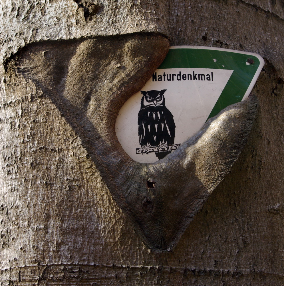 naturdenkmal Foto & Bild pflanzen, pilze & flechten, bäume, natur