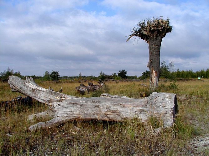 Naturdenkmal Foto & Bild deutschland, europe, sachsen Bilder auf