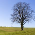 Naturdenkmal