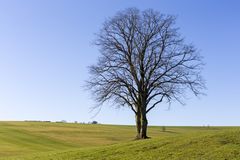 Naturdenkmal