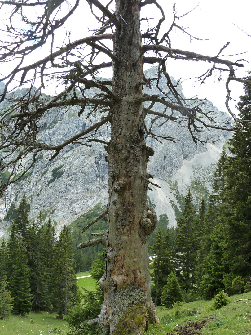 Naturdenkmal Baum