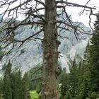 Naturdenkmal Baum