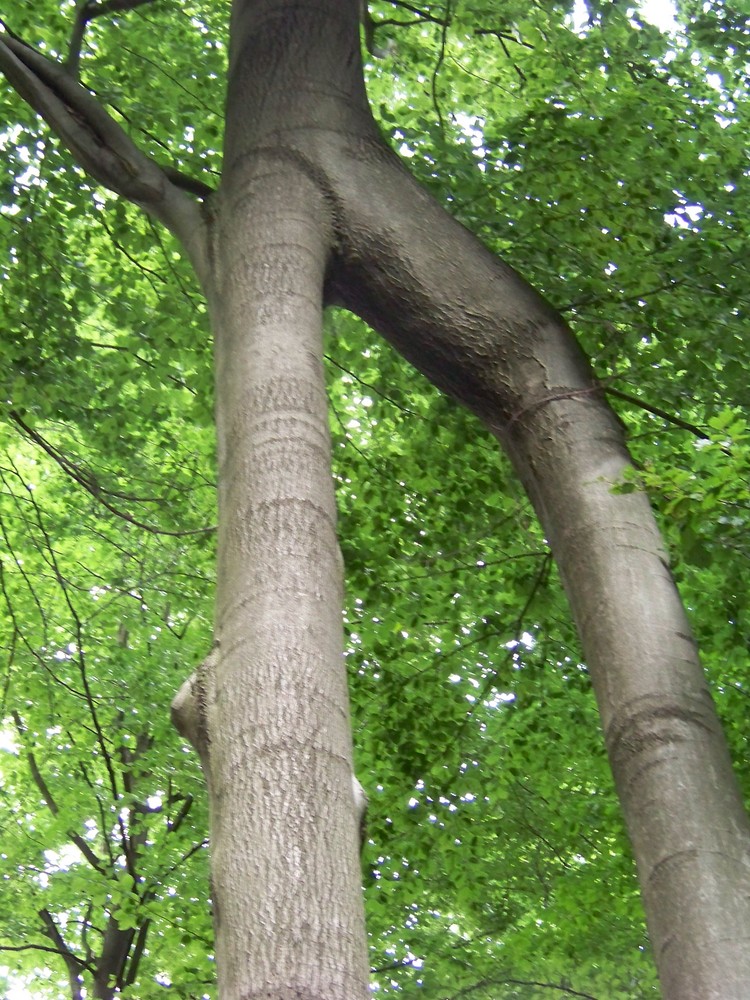 Naturdenkmal bei Heckenbeck