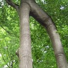 Naturdenkmal bei Heckenbeck